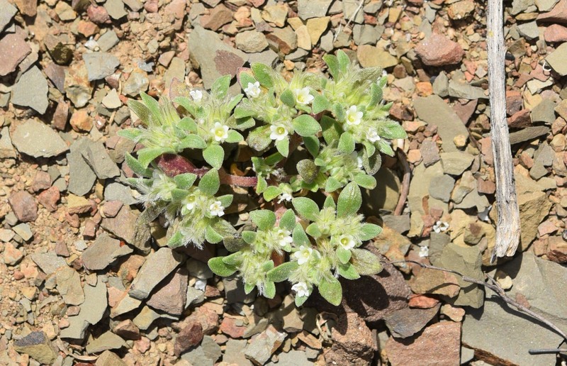 California Fiddleleaf photo 2