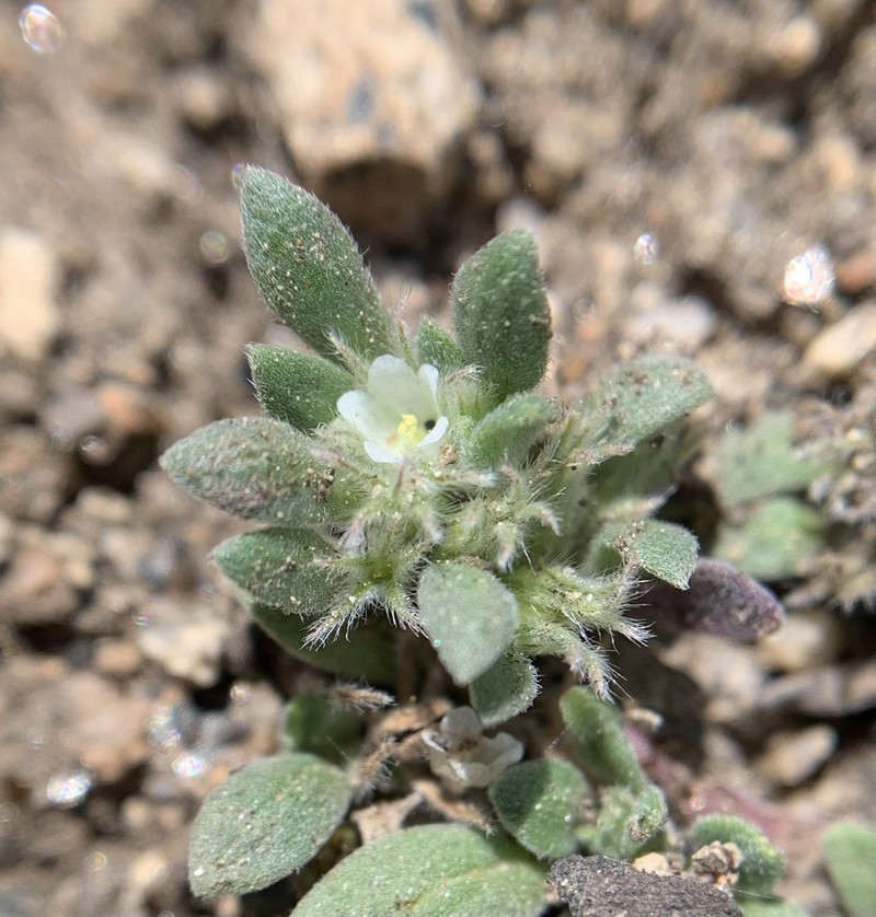 California Fiddleleaf photo 3