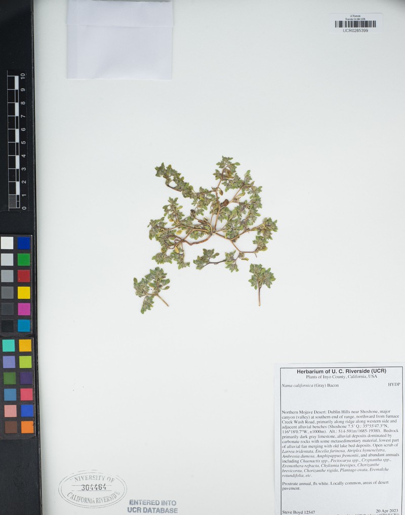 California Fiddleleaf photo 4