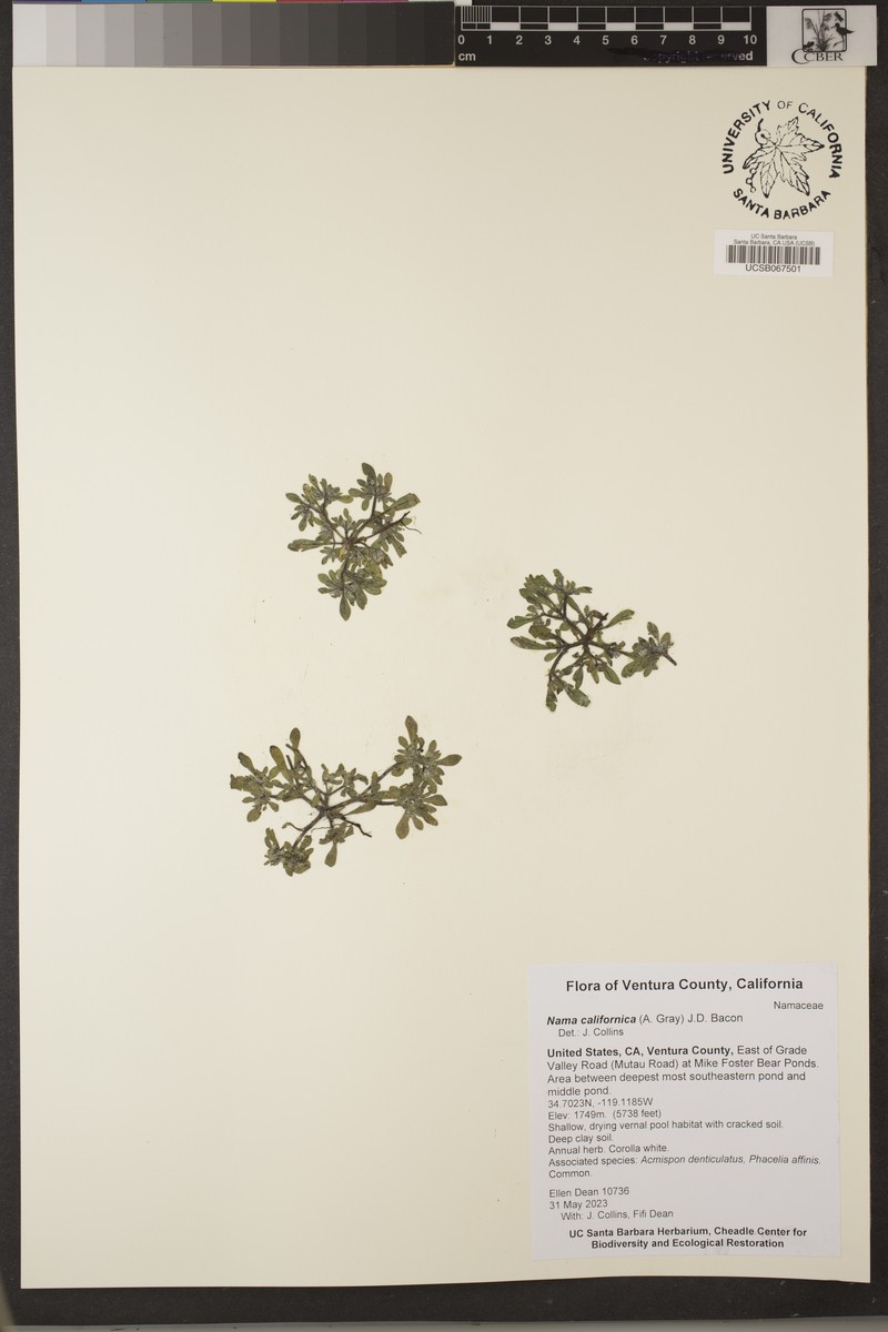 California Fiddleleaf photo 6