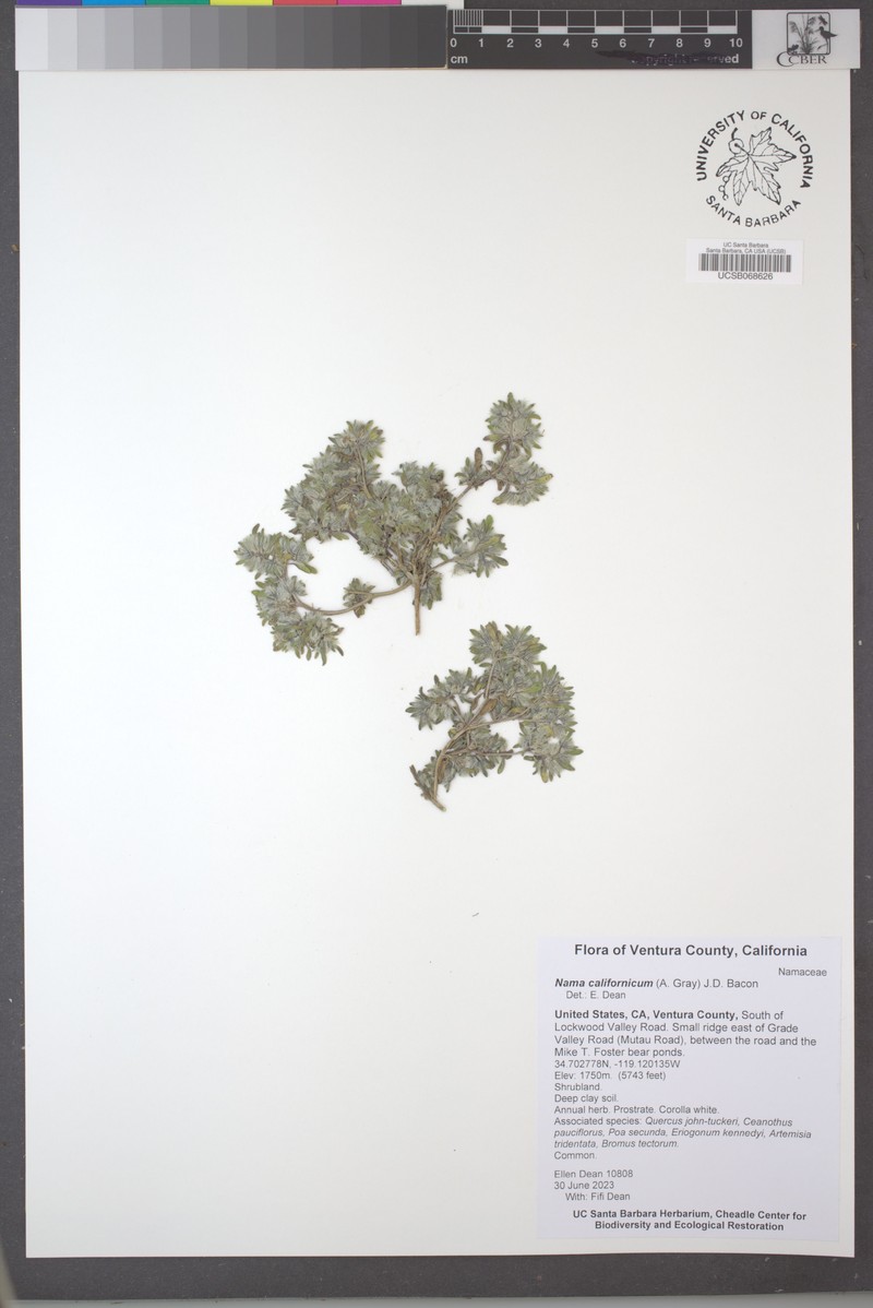 California Fiddleleaf photo 7