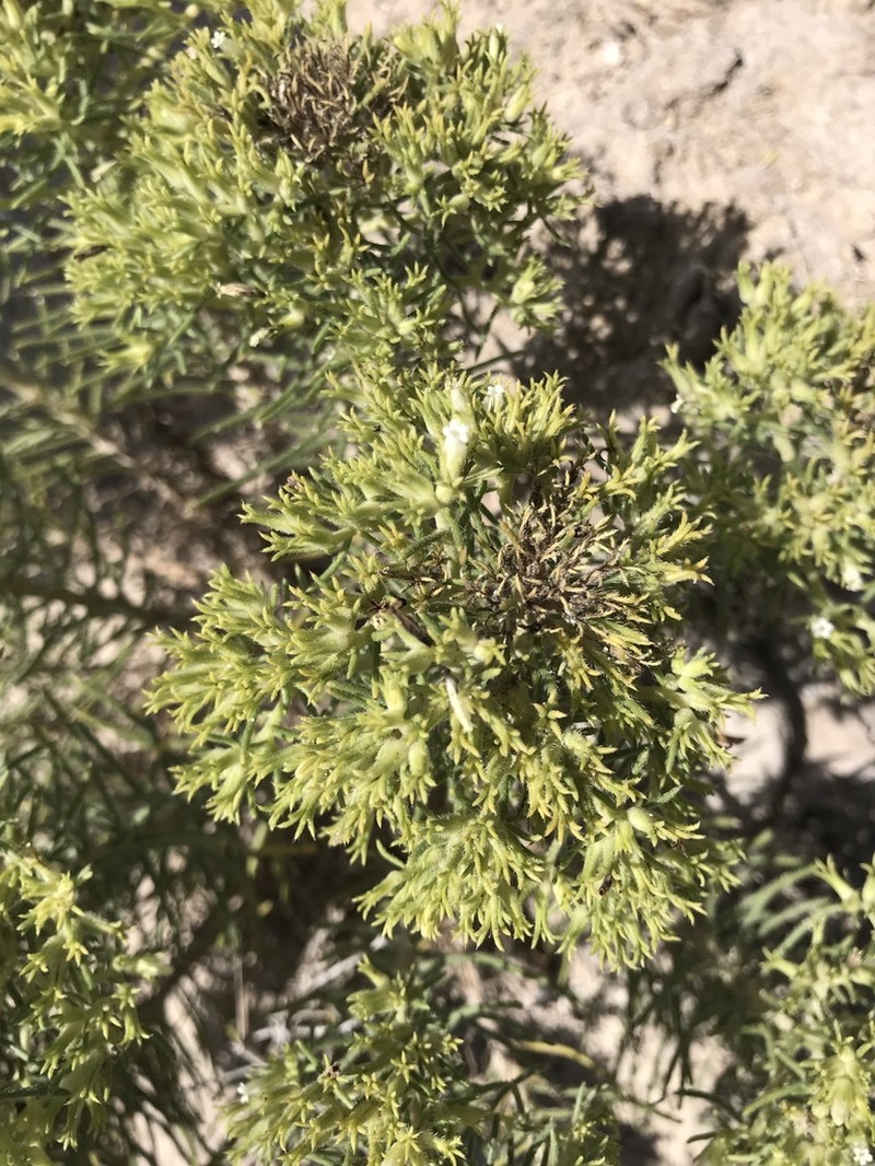 Nama carnosa photo 2
