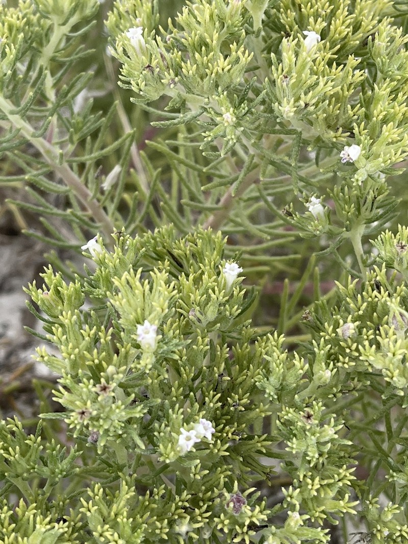 Nama carnosa photo 3