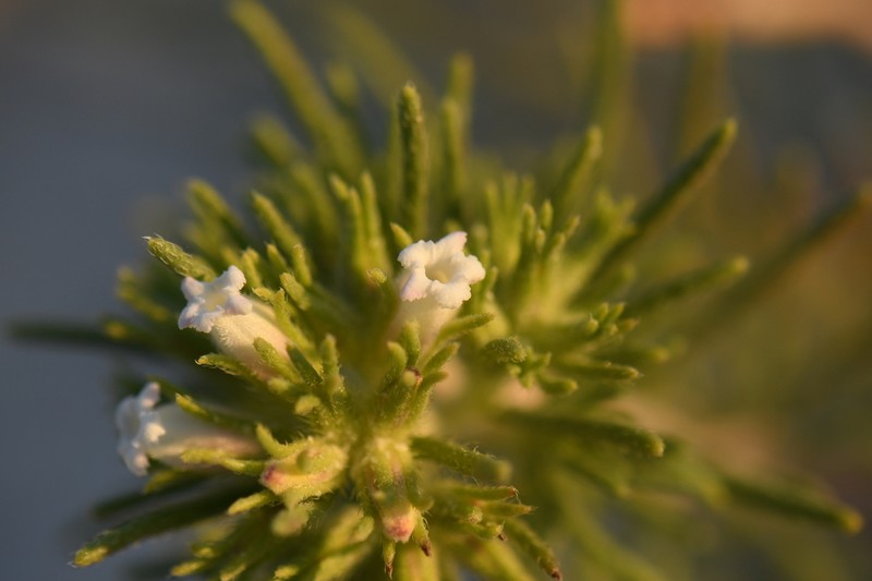 Nama carnosa photo 7