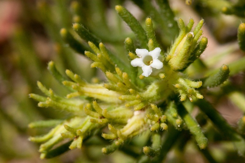 Sand Fiddleleaf photo 5