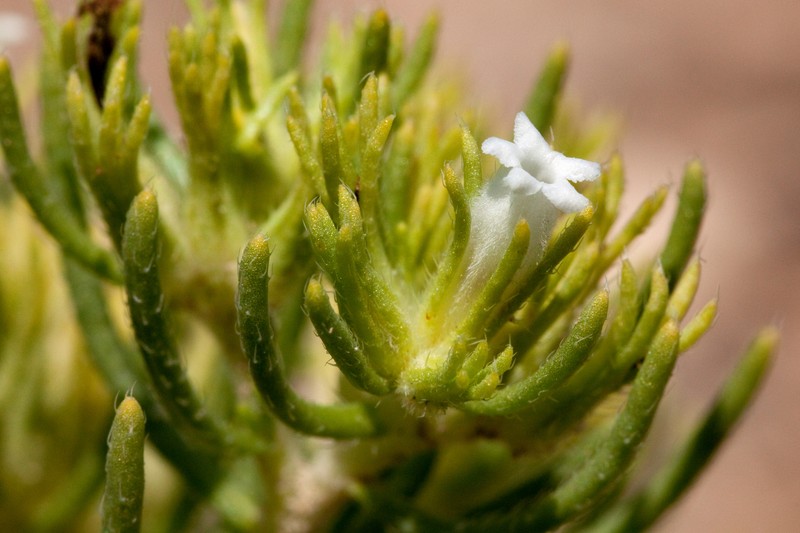 Sand Fiddleleaf photo 2