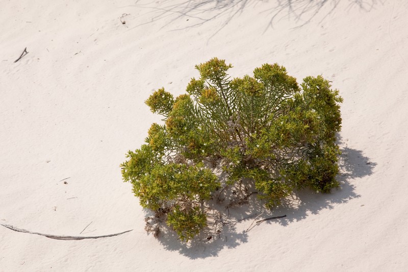 Sand Fiddleleaf photo 3