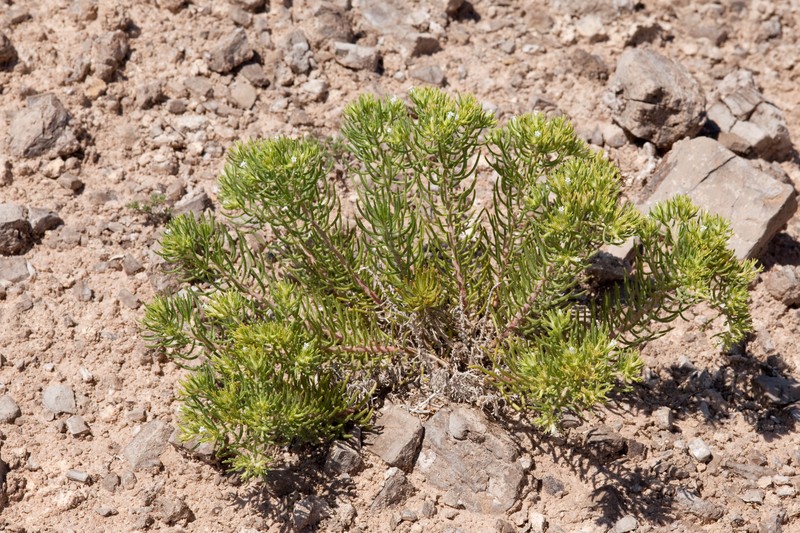 Sand Fiddleleaf