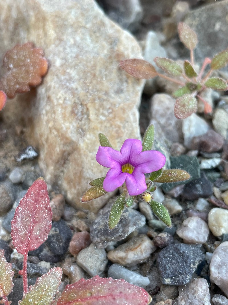 Nama demissa var. covillei