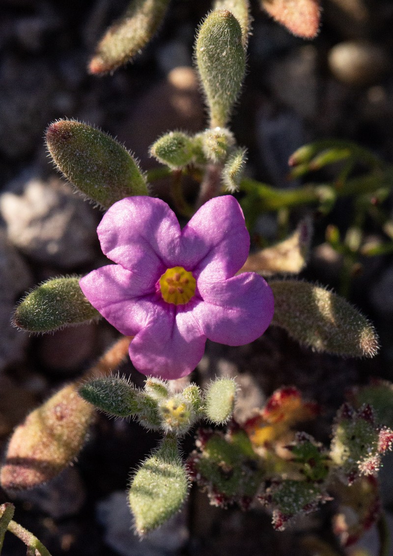 Nama demissa var. covillei photo 2