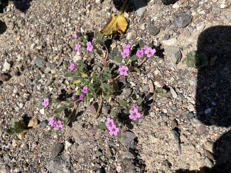 Nama demissa var. covillei photo 3