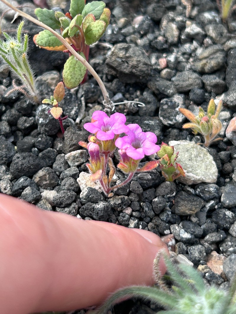 Nama demissa var. covillei photo 4