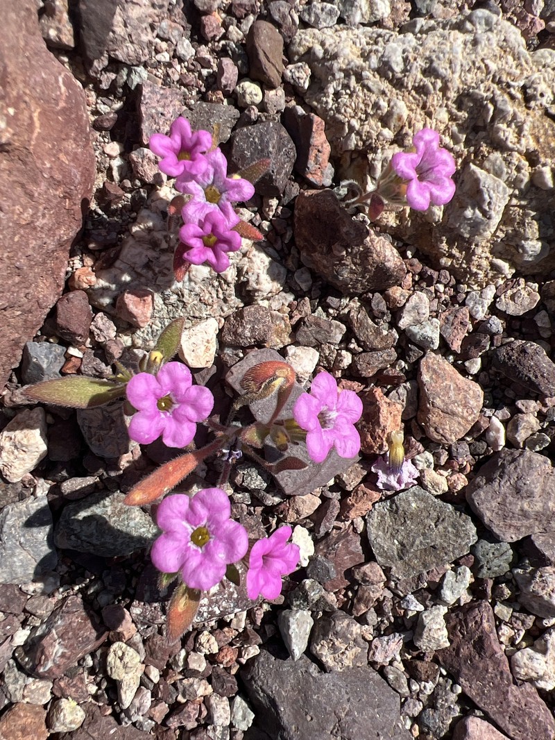 Nama demissa var. covillei photo 5