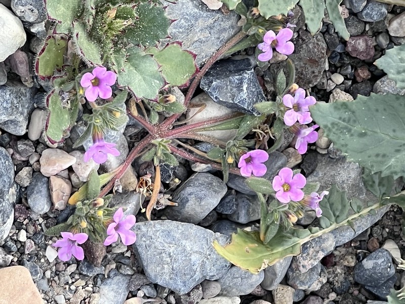 Nama demissa var. covillei photo 6