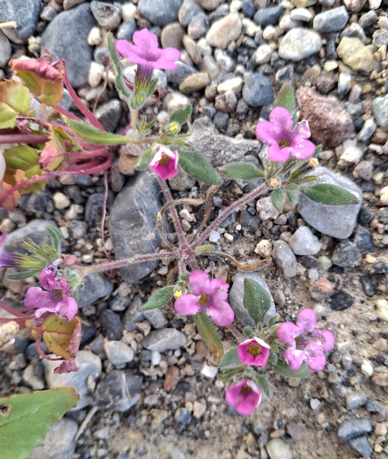 Nama demissa var. covillei photo 7