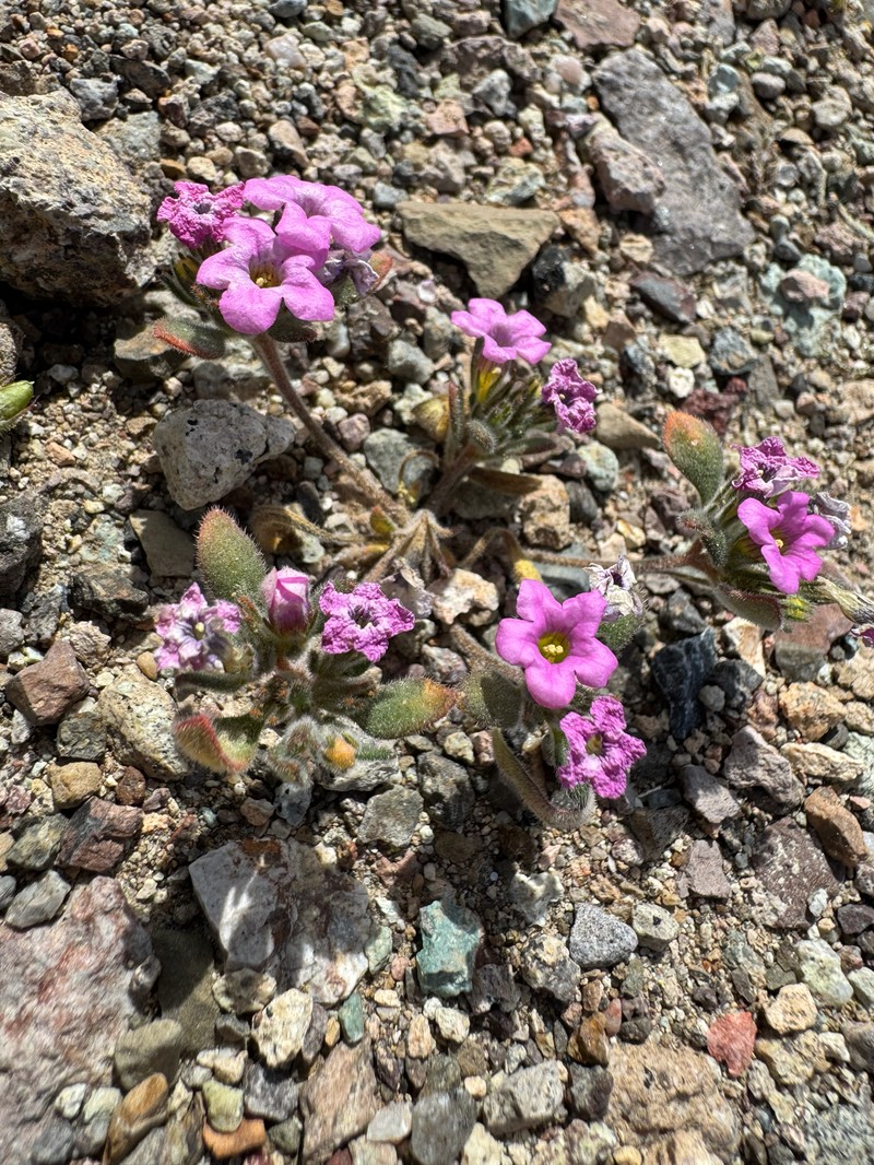 Nama demissa var. covillei photo 8