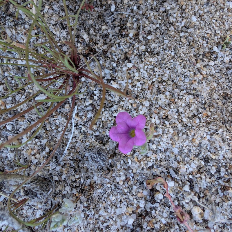 Nama demissa var. demissa