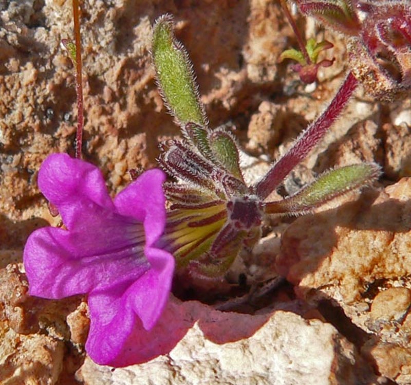 Purplemat photo 4
