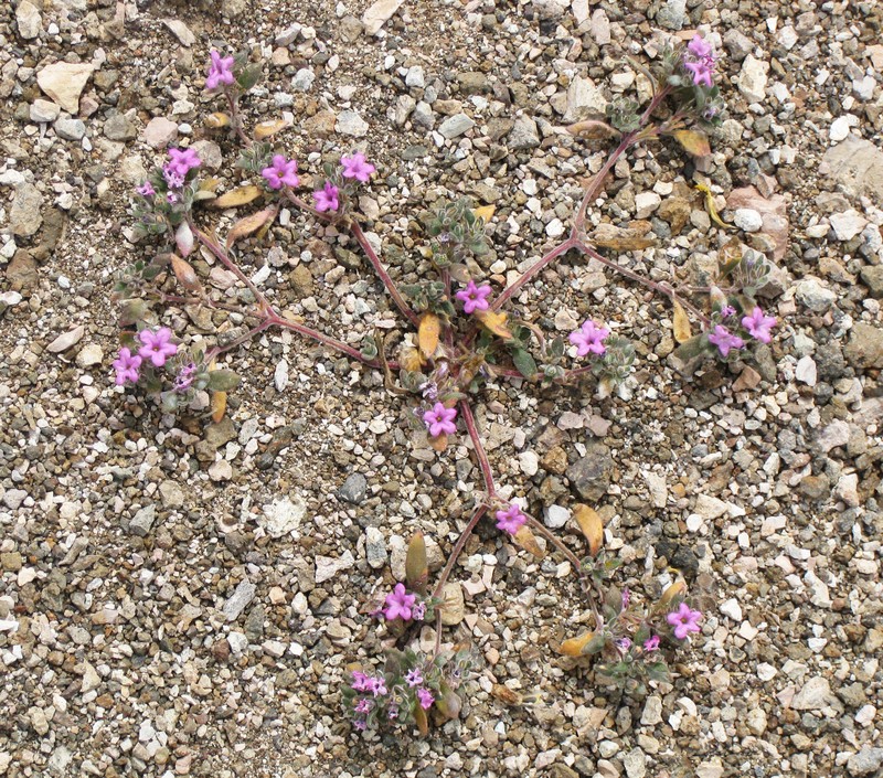 Purplemat photo 2