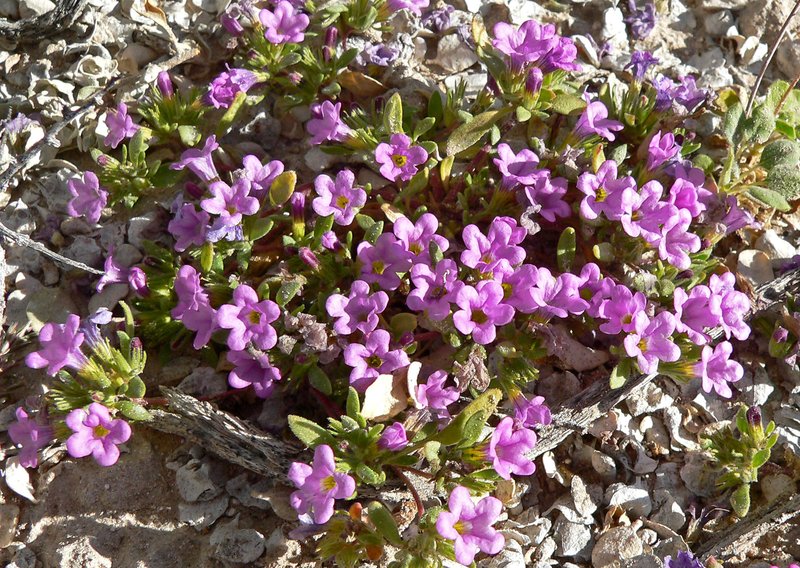 Purplemat photo 5