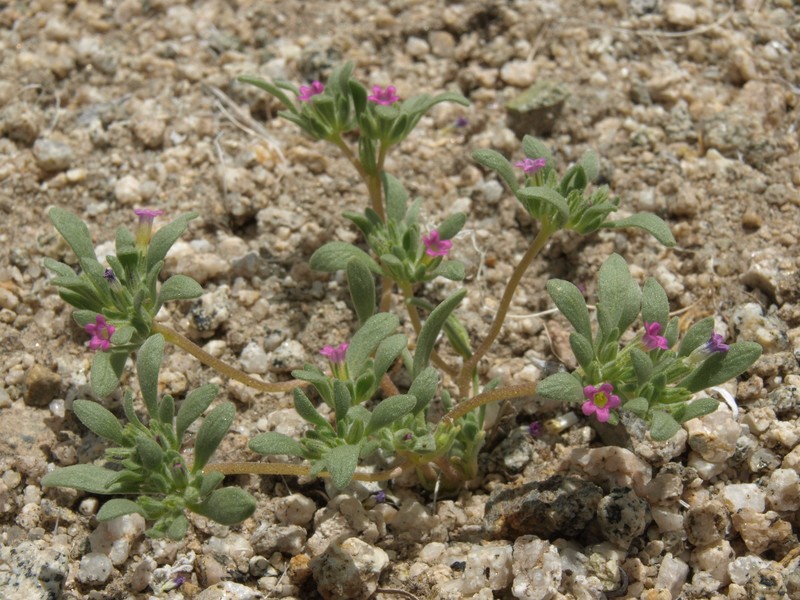 Depressed Fiddleleaf