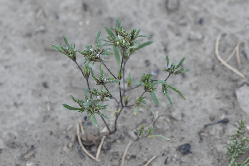 Nama dichotoma