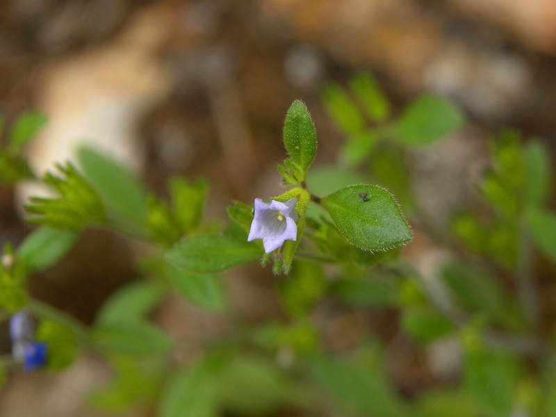 Nama dichotoma photo 3