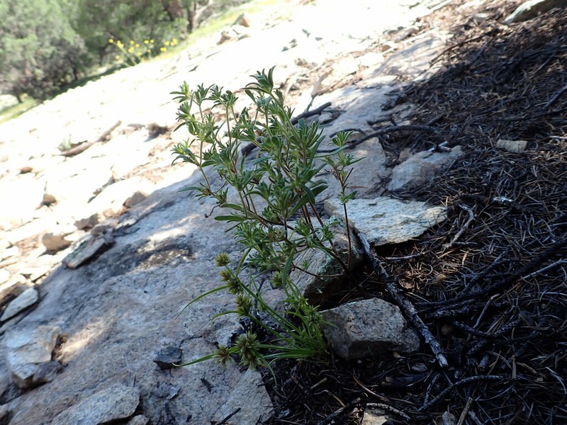 Nama dichotoma photo 5
