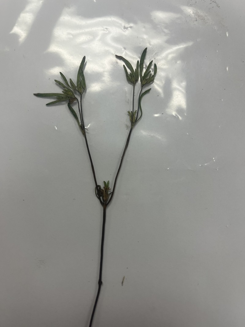 Nama dichotoma photo 8