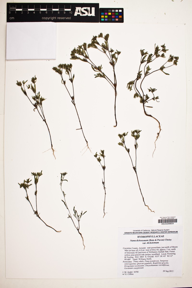 Nama dichotoma var. dichotoma