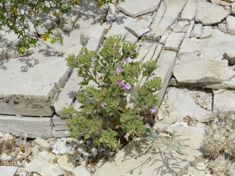 Havard's Fiddleleaf
