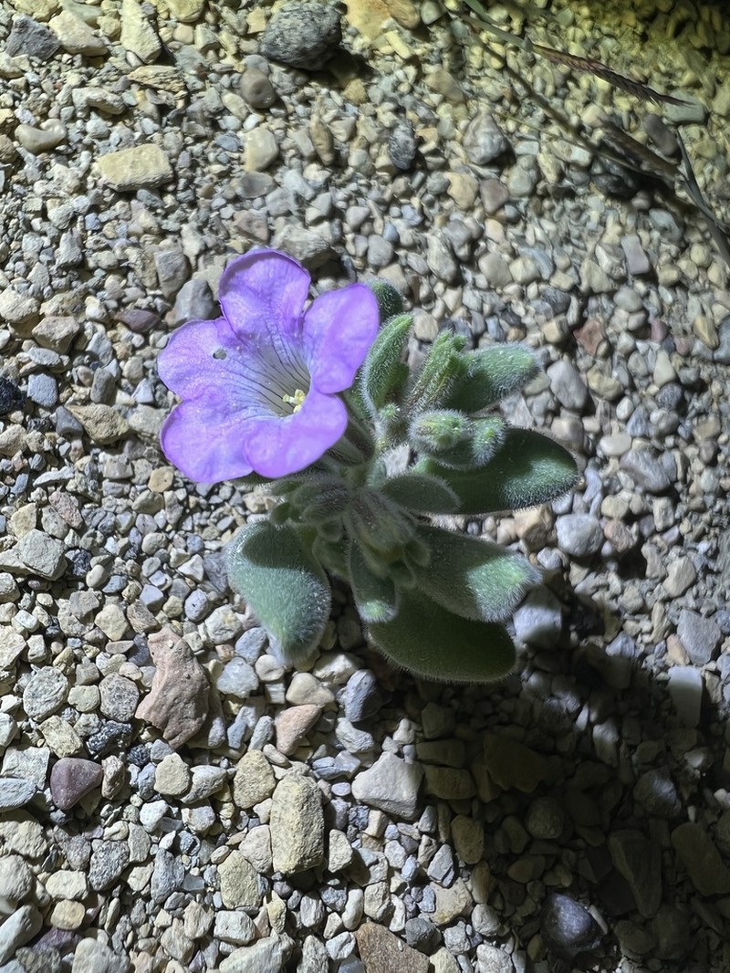 Havard's Fiddleleaf photo 2