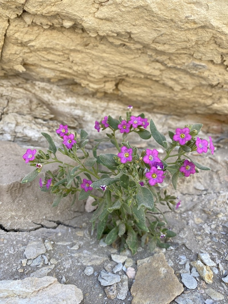 Havard's Fiddleleaf photo 3