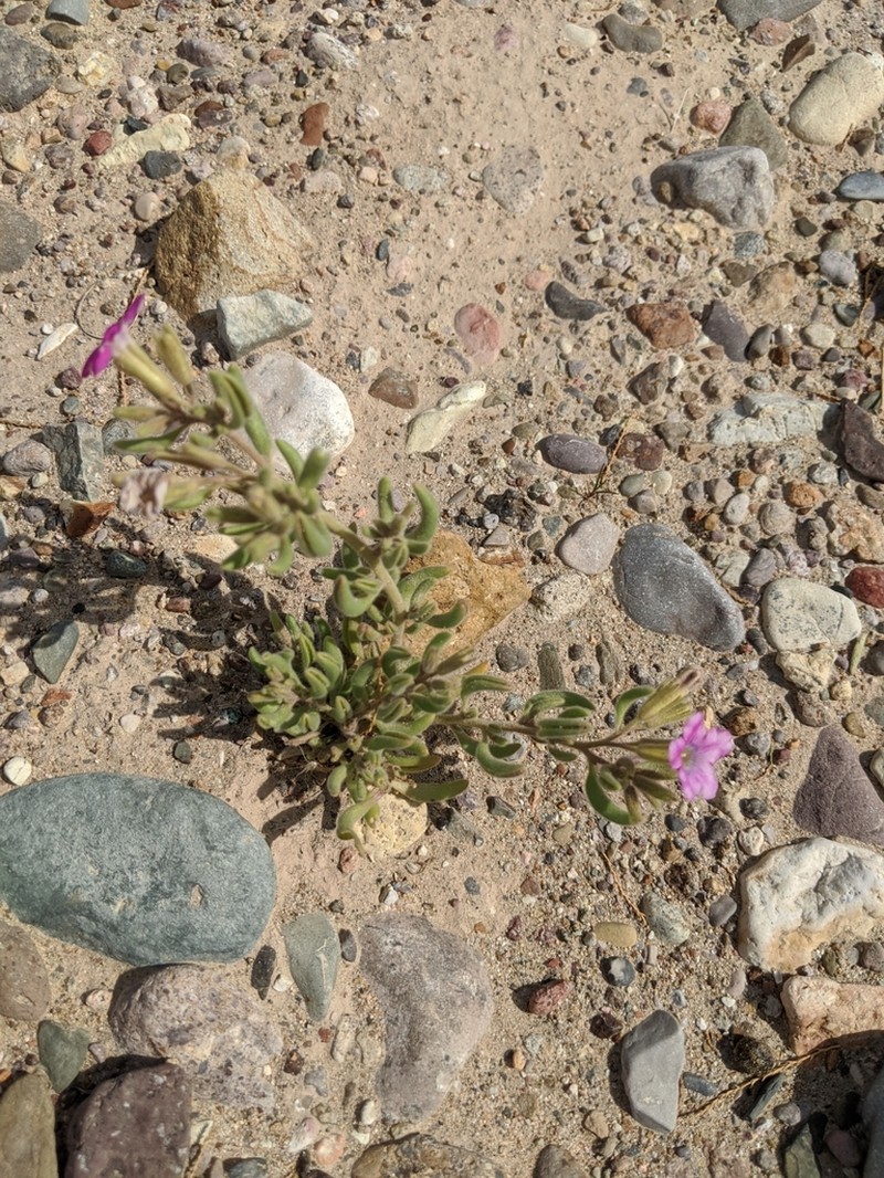 Havard's Fiddleleaf photo 5