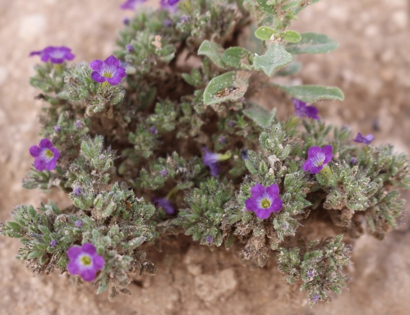 Nama hispida