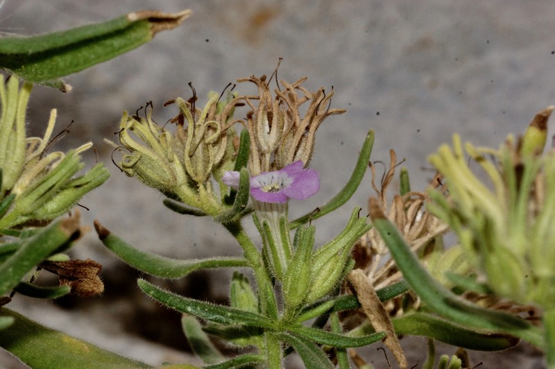 Nama hispida photo 3