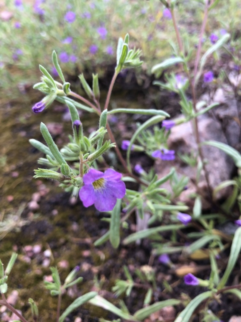 Nama hispida photo 4