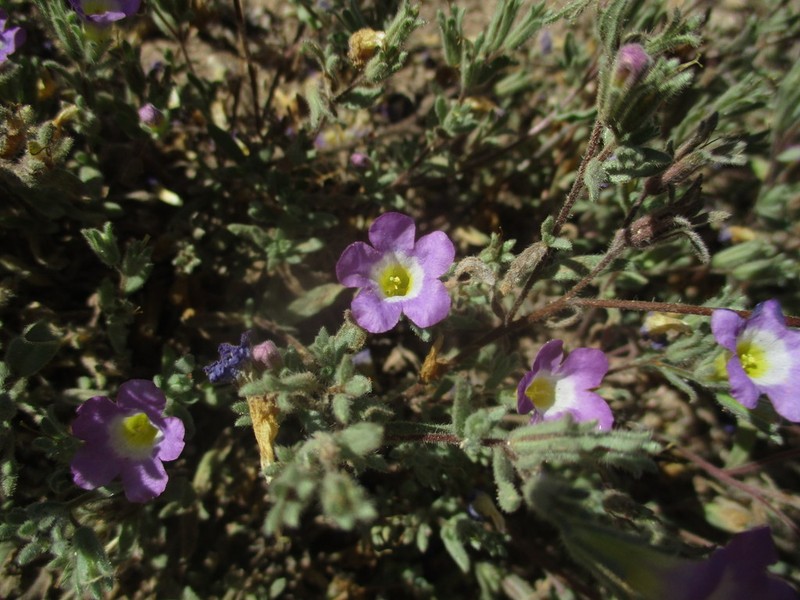 Nama hispida photo 8