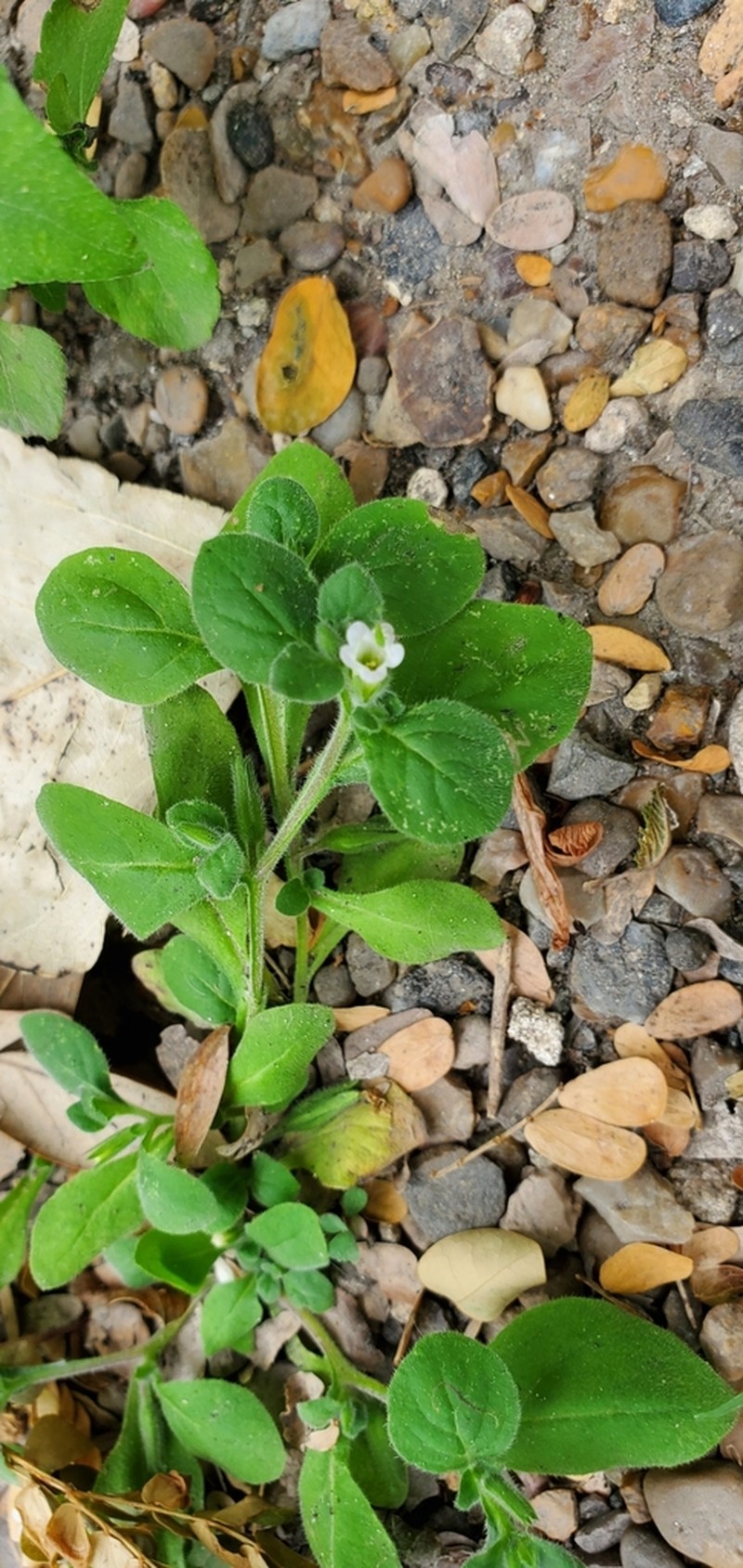 Nama jamaicensis