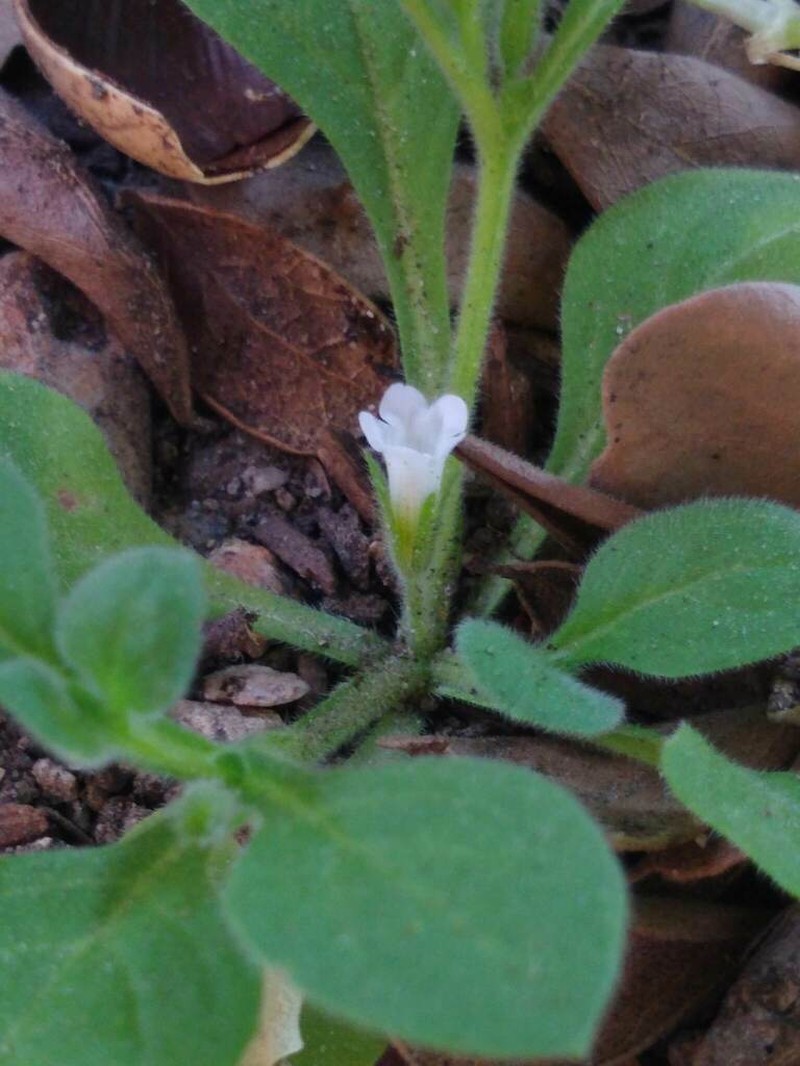 Nama jamaicensis photo 2