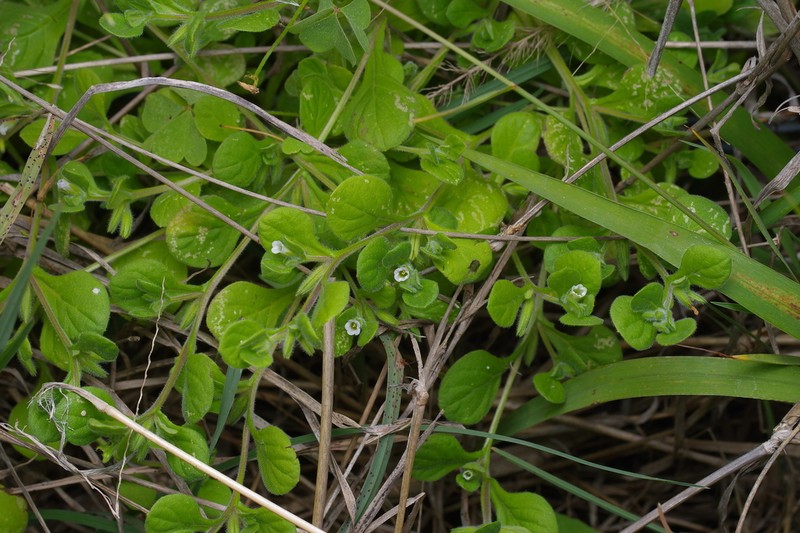 Nama jamaicensis photo 3