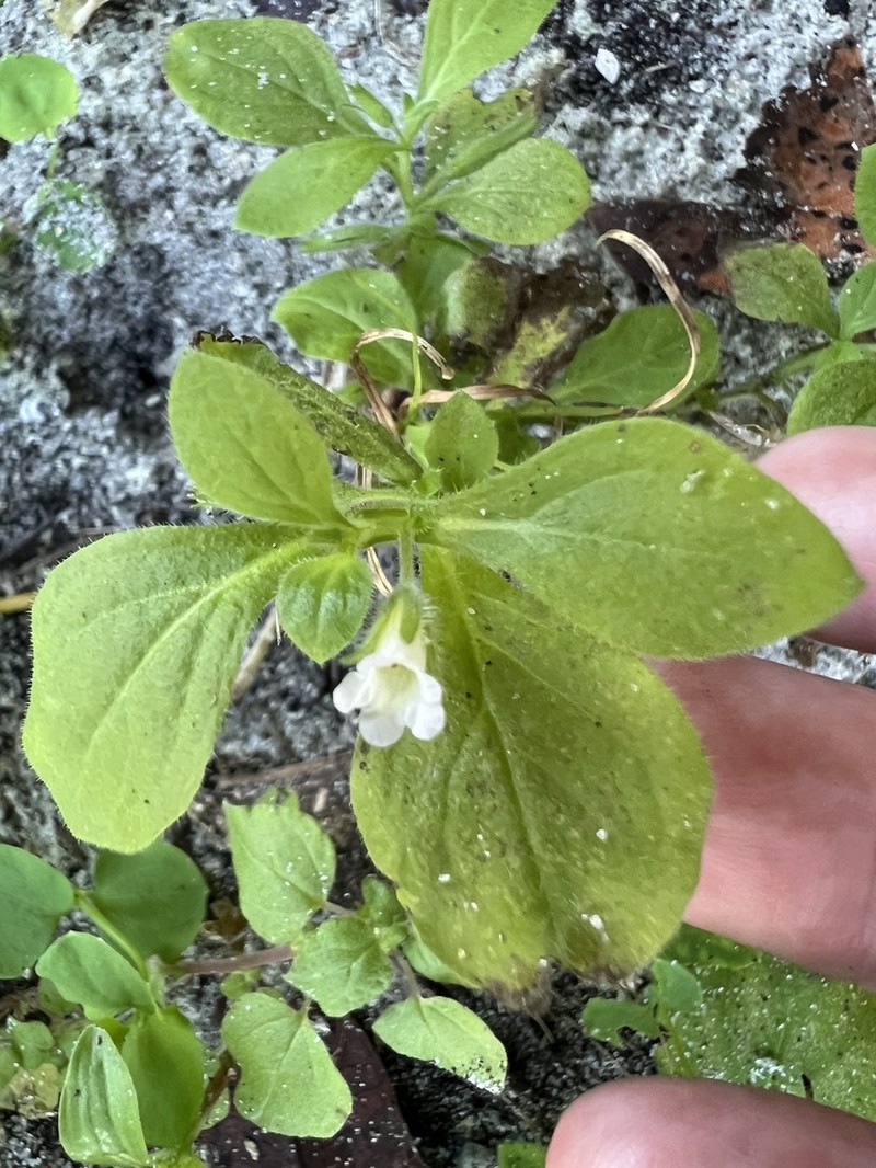Nama jamaicensis photo 5