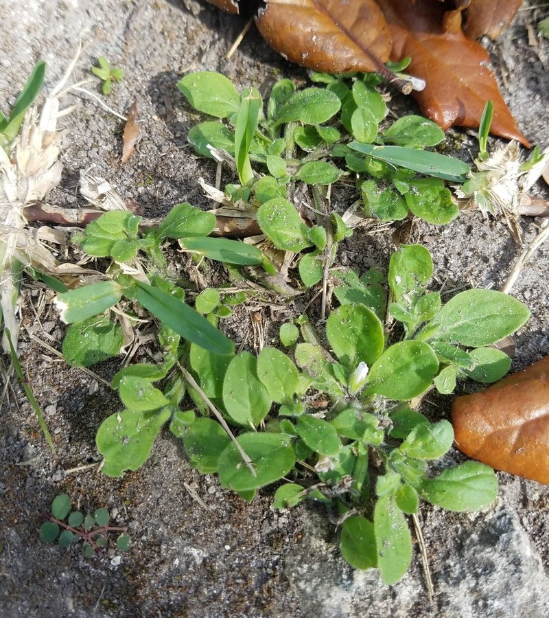 Nama jamaicensis photo 6