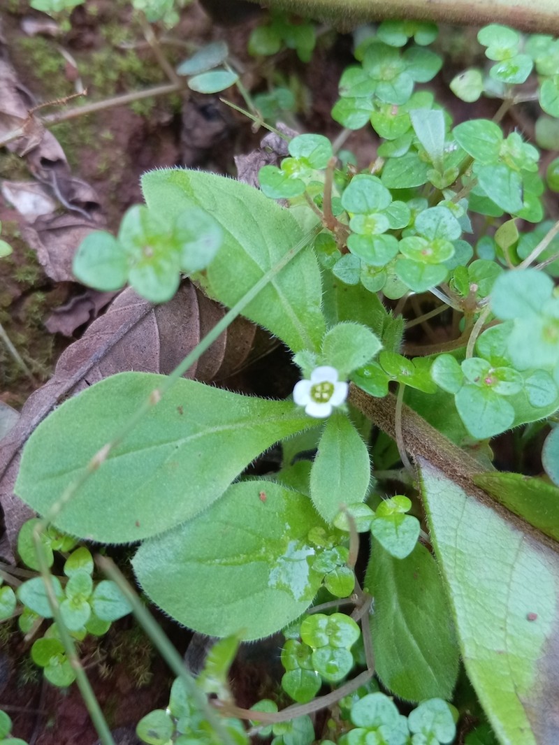 Nama jamaicensis photo 8