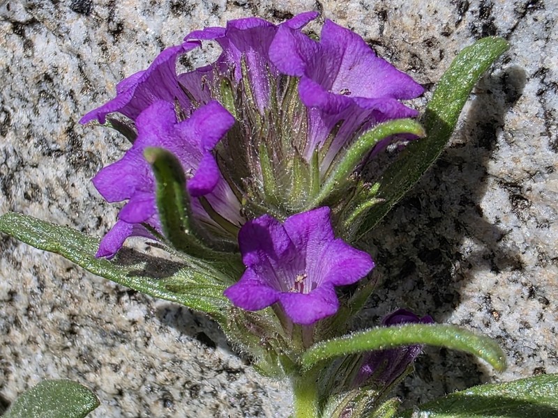 Lobb's Fiddleleaf photo 2