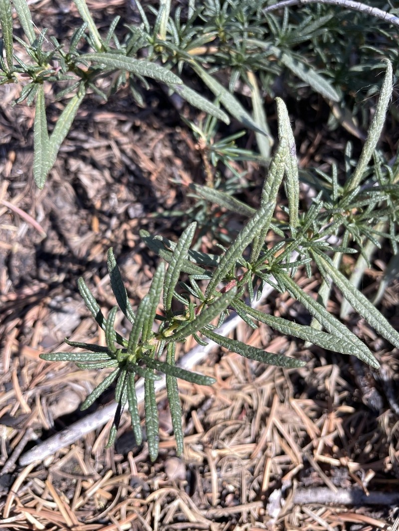 Lobb's Fiddleleaf photo 3