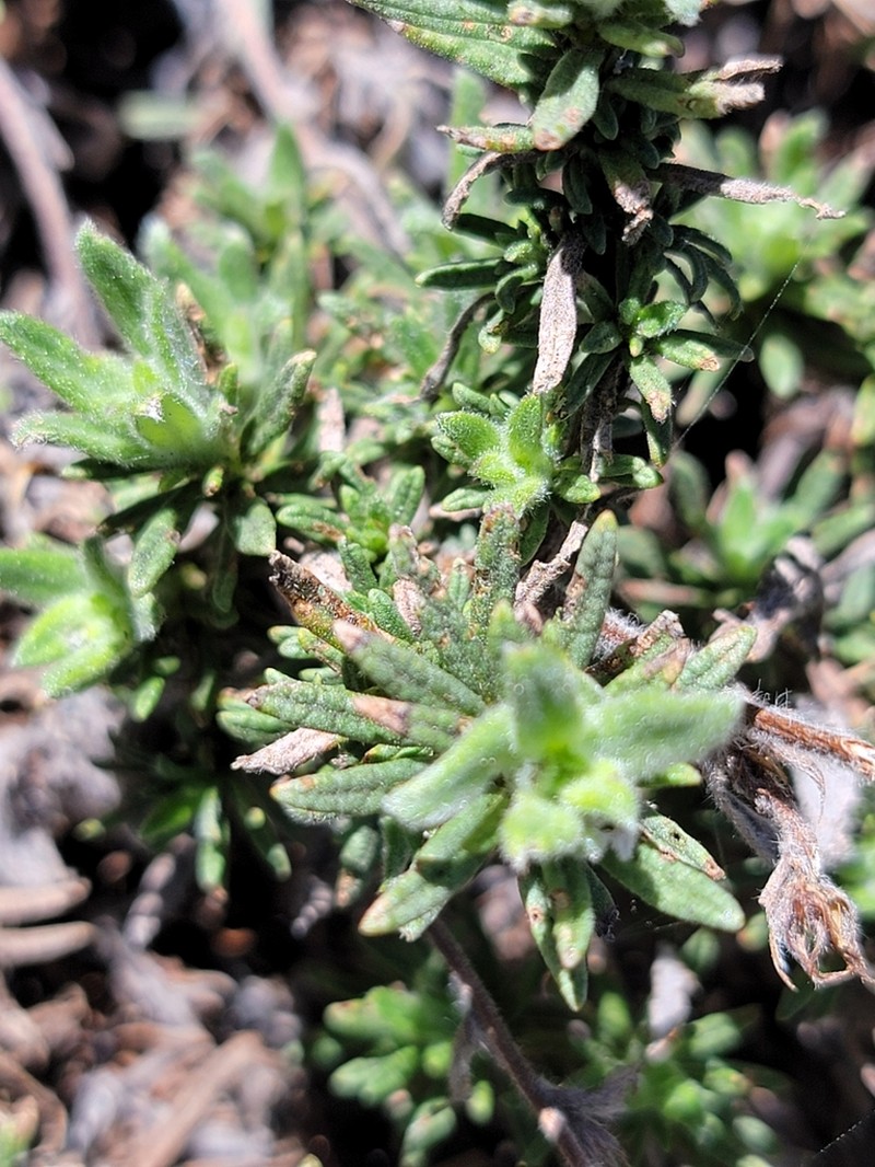 Lobb's Fiddleleaf photo 7