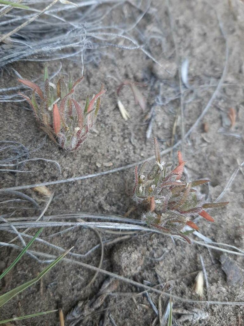 Nama parviflora