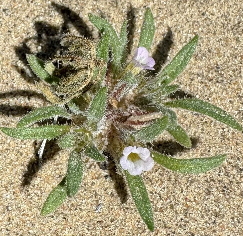 Nama parviflora photo 2