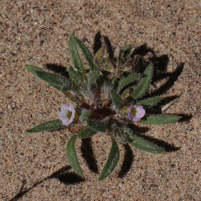 Nama parviflora photo 3